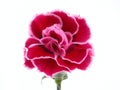 Carnation