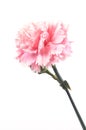 Carnation Royalty Free Stock Photo