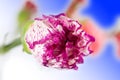 Carnation