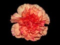 Carnation On Black