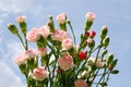 Carnation Bouquet Royalty Free Stock Photo