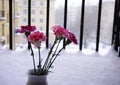 carnation bouquet close-up vase close-up snow outdoor