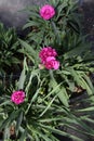 Carnation. Carnation with green leafs and flower buds in pot for decoration or gift. Floral pattern.