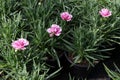 Carnation. Carnation with green leafs and flower buds in pot for decoration or gift. Floral pattern.