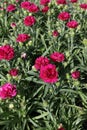 Carnation. Carnation with green leafs and flower buds in pot for decoration or gift. Floral pattern.