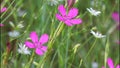 Carnation, Carnation meadow - Dianthus campestris, Carnation field, Dianthus deltoides Dianthus deltoids