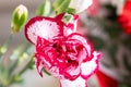 Carnation clove pink flower (Dianthus caryophyllus), detail on petals