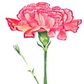 Carnation Clove pink Watercolor. Isolated flower and burgeon on white background.