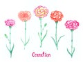 Carnation colorful set isolated on white hand painted watercolor illustration