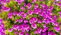 Carnation Dianthus caryophyllus Pink Kisses, pink flowers with central darker pink-red markings on each petal