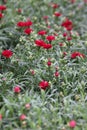 Carnation. Field of Carnations with green leafs and flower buds in pot for decoration or gift. Floral pattern.