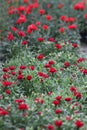 Carnation. Field of Carnations with green leafs and flower buds in pot for decoration or gift. Floral pattern.