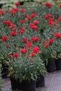 Carnation. Field of Carnations with green leafs and flower buds in pot for decoration or gift. Floral pattern.