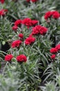 Carnation. Field of Carnations with green leafs and flower buds in pot for decoration or gift. Floral pattern.