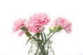 Carnation flover in the vase on a white background. Dianthus caryophyllus