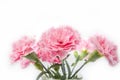 Carnation flover in the vase on a white background. Dianthus caryophyllus