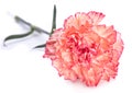 Carnation flower Royalty Free Stock Photo
