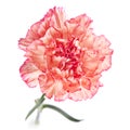 Carnation flower Royalty Free Stock Photo