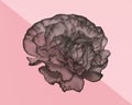 Carnation Flower Abstract in Black, White And Pink Gradient, Royalty Free Stock Photo Royalty Free Stock Photo