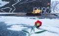 Carnation flower assigned to eternal flame in memory of soldiers