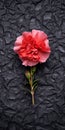 Carnation Flower On Black Stone: Tabletop Photography With Tactile Surfaces