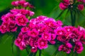 Carnation flower. Close up blooming carnation glory pink flower Dianthus caryophyllus, carnation clove pink, species of Dianthus d Royalty Free Stock Photo