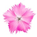 Carnation flower Dianthus of pink color isolated on white background Royalty Free Stock Photo