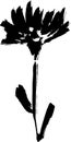 Carnation Flower Hand Drawn Silhouette