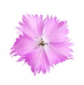 Carnation flower of lilac color isolated on white background. Dianthus Royalty Free Stock Photo