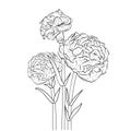 carnation flower line art, hand-drawn pencil sketch, coloring book, and page, birth flower isolated vector art Royalty Free Stock Photo