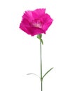 Carnation flower of magenta color isolated on white background. Dianthus Royalty Free Stock Photo