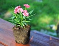 The carnation flower with naked roots taken out from a pot