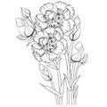 Carnation flower outline, Beautiful botanical floral pattern illustration for coloring page or book Dianthus caryophyllus,