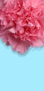 Carnation flower with path Royalty Free Stock Photo