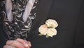 Carnation flower in a pocket. the flower in jacket pocket. pin with decorative white flowers pinned on the groom`s Royalty Free Stock Photo