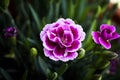 Carnation flower variety, in pink color