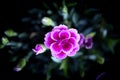 Carnation flower variety, in pink color