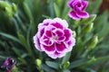 Carnation flower variety, in pink color