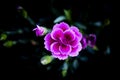 Carnation flower variety, in pink color