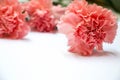 Carnation flower on white background with effect