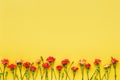 Carnation flowers border on yellow background. Mother`s day, Valentines Day, Birthday celebration concept. Copy space, top view