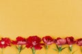 Carnation flowers border on yellow close-up, copy space, flat lay