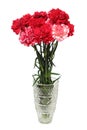 Carnation flowers bouquet in vase Royalty Free Stock Photo