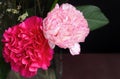 Carnation flowers close up isolated on dark black background in vase. Royalty Free Stock Photo