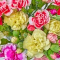 Carnation flowers closeup Royalty Free Stock Photo