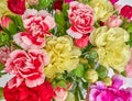 Carnation flowers closeup Royalty Free Stock Photo