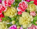 Carnation flowers closeup Royalty Free Stock Photo