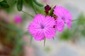 Carnation flowers