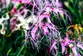 Carnation flowers Dianthus superbus