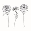 Carnation flowers drawing and sketch with line-art